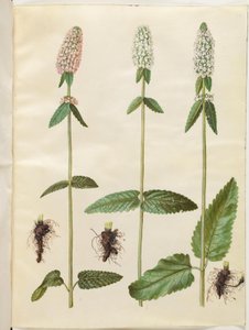 Stachys officinalis (Heil-Betonien)