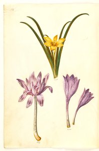 Sternbergia lutea (Gewöhnliche Sternbergie); Colchicum autumnale (Herbstzeitlose); Colchicum variegatum (Gefleckte Herbstzeitlose) von Hans Simon Holtzbecker