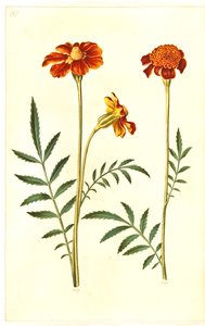 Aufrechte Studentenblume von Hans Simon Holtzbecker