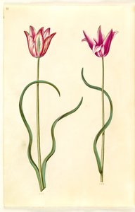 Tulipa clusiana (Clusius-Tulpe) von Hans Simon Holtzbecker