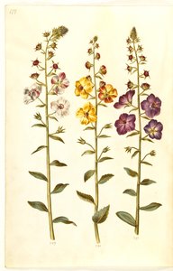 Verbascum blattaria (Motten-Königskerze); Verbascum phoeniceum (Purpur-Königskerze) von Hans Simon Holtzbecker