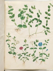 Vinca minor (kleines Immergrün)