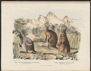 Säugetiere Australiens (Krefft) Nla.obj-33627803-13 Das Schwarzstreifen-Wallaby und das Gemeine Wallaby von Harriet Morgan