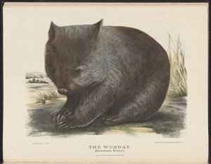 Säugetiere Australiens (Krefft) Nla.obj-33627803-6 Der Wombat von Harriet Morgan