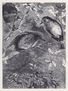 Fliegen lernen (Stich) von Harrison William Weir