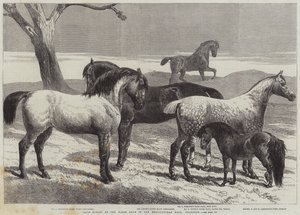 Preispferde auf der Pferdeschau in der Agricultural Hall, Islington von Harrison William Weir