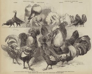 Preisgekrönte Tauben und Hühner von der Birminghamer Geflügelschau von Harrison William Weir