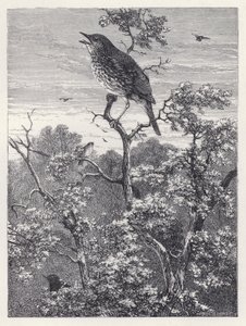 Das Konzert der Vögel von Harrison William Weir