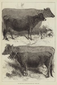 Die Milchausstellung in der Landwirtschaftshalle, Preiskühe von Harrison William Weir