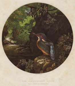 Das Versteck des Eisvogels von Harrison William Weir