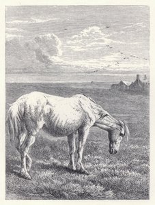 Das alte Pferd von Harrison William Weir