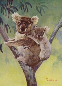Koalabär und Joey in einem Eukalyptusbaum, Australien von Harry Rountree