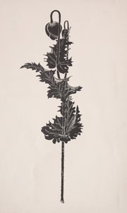 Blumenstudie von Harry Fenn