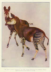 Das Okapi (Ocapia Johnstoni), das neue Tier, das in Zentralafrika entdeckt wurde