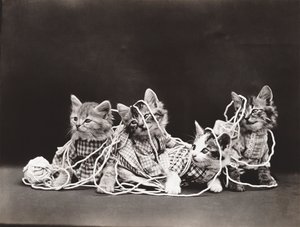 Kitties Serie: In Garn verheddert, ca. 1914