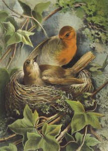 Rotkehlchen und sein Nest von Hector Giacomelli
