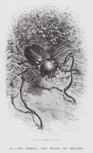 Das Insekt: Das Insekt, der Agent der Natur (Stich) von Hector Giacomelli