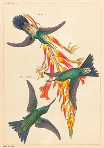 Drei Kolibris mit Pflanze