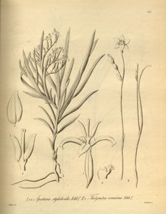 Apostasia wallichii (als Apostasia stylidioides) - Thelymitra cornicina von Heinrich Gustav Reichenbach