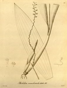Illustration von Pholidota camelostalix von Heinrich Gustav Reichenbach