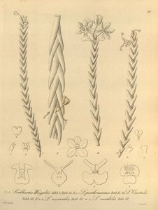 Lockhartia - Xenia Bd. 1 (1858) Abb. 40 von Heinrich Gustav Reichenbach
