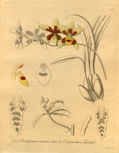 Diese Datei stammt aus der Biodiversity Heritage Library und ist online verfügbar unter biodiversitylibrary.org/page/698370 von Heinrich Gustav Reichenbach