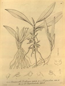 Diese Datei stammt aus der Biodiversity Heritage Library und ist online verfügbar unter biodiversitylibrary.org/page/696486 von Heinrich Gustav Reichenbach