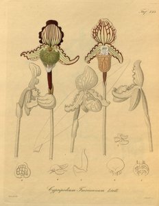 Diese Datei stammt aus der Biodiversity Heritage Library und ist online verfügbar unter biodiversitylibrary.org/page/698329 von Heinrich Gustav Reichenbach
