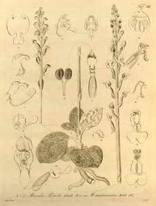 Diese Datei stammt aus der Biodiversity Heritage Library und ist online verfügbar unter biodiversitylibrary.org/page/696496 von Heinrich Gustav Reichenbach