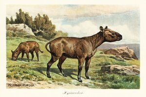 Hyracodon, ausgestorbene Gattung von ponyähnlichen Säugetieren, Oligozän von Heinrich Harder