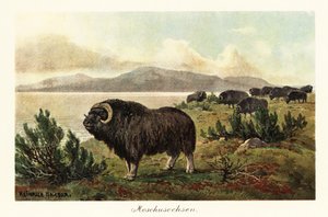 Moschusochse, Ovibos moschatus (Druck) von Heinrich Harder