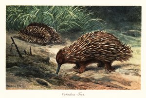 Kurzschnabeligel, Tachyglossus aculeatus, auf Nahrungssuche