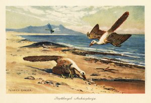 Zwei Archaeopteryx suchen am Ufer nach Nahrung von Heinrich Harder