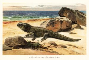 Gefährdete Tuatara, Sphenodon punctatus, am Ufer von Heinrich Harder