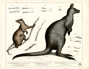Australische und amerikanische Beuteltiere
