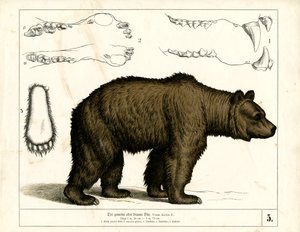 Braunbär mit anatomischen Details von Heinrich Leutemann
