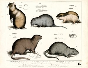 Europäische Nagetiere: Ratten und Wühlmäuse