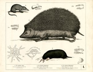 Insektenfresser: Igel, Spitzmaus und Maulwurf