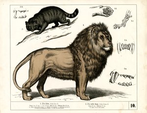 Löwe und Wildkatze mit anatomischen Details