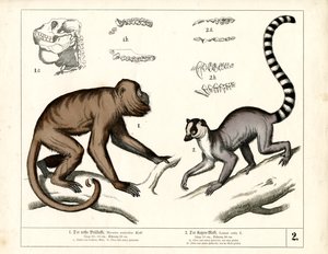 Affe und Lemur: Roter Brüllaffe und Katta