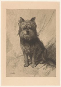 Holländischer Smoushund