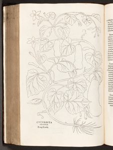 BT3.26.5 S.370 Zucchini, Illustration aus De historia stirpium commentarii insignes von Leonhart Fuchs, 1542