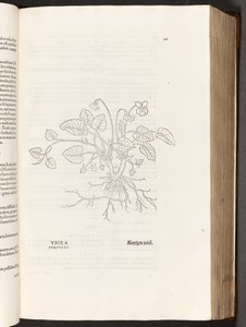 BT3.267.5 S.311 Veilchen, Illustration aus De historia stirpium commentarii insignes von Leonhart Fuchs, 1542 von Heinrich and Meyer, Albert Fullmaurer