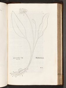 BT3.267.5 S.739 Allium, Illustration aus De historia stirpium commentarii insignes von Leonhart Fuchs, 1542