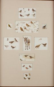 Skizzen eines Esels und Vögel von Helen Allingham