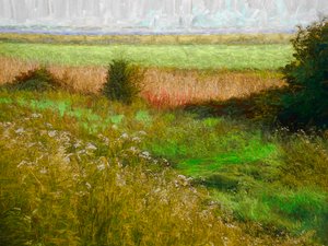 Sommerwiese, 2019