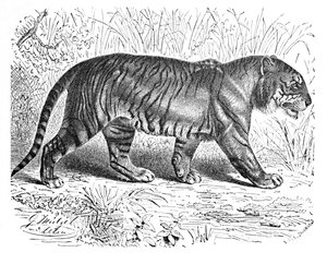 Bengalischer Tiger, ca. 1900