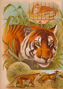 Der Tiger, um 1900 von Helena J. Maguire