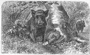 Wildschweine im Wald, ca. 1900 von Helena J. Maguire