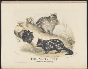 Säugetiere Australiens (Krefft) Nla.obj-33627803-14 Die Beutelmarder von Helena Scott